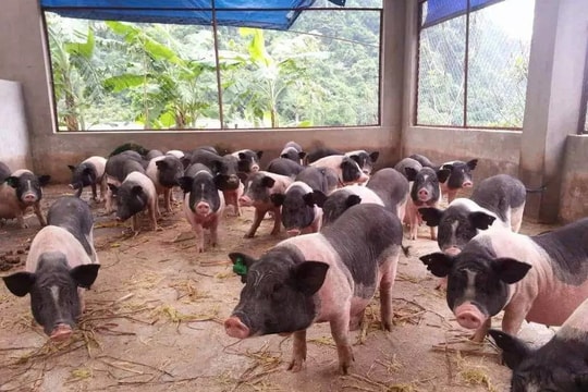 Giá heo hơi hôm nay 26/10: Miền Bắc tiếp chuỗi ngày đứng trên đỉnh giá