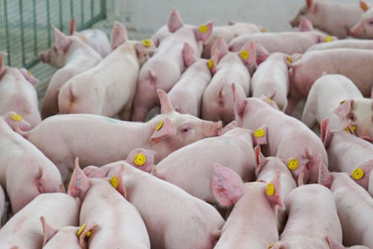 Giá heo hơi hôm nay 29/10: Toàn quốc lao dốc, mất đỉnh giá 55.000 đồng/kg