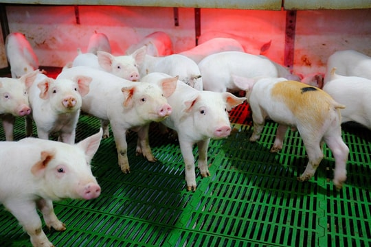 Giá heo hơi hôm nay 30/10: Miền Bắc giữ vững phong độ, miền Trung rớt giá