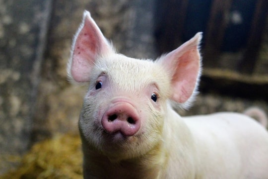 Giá heo hơi hôm nay 31/10: Miền Bắc lung lay, miền Trung và Nam bình ổn