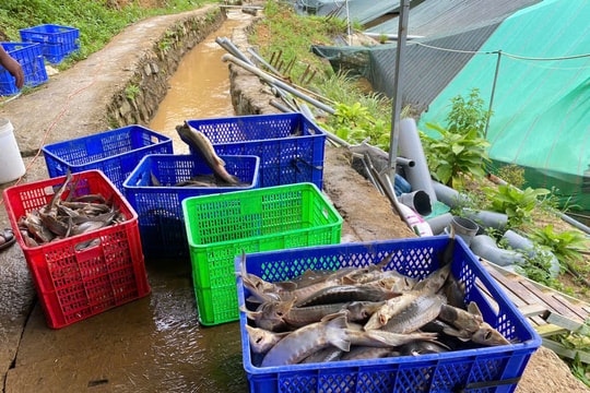 Quảng Ngãi: Sạt lở núi khiến 70 tấn cá tầm bị chết, thiệt hại gần 8 tỷ đồng