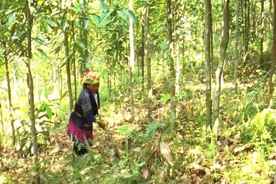 Trạm Tấu (Lào Cai): Giảm nghèo bền vững là nhiệm vụ xuyên suốt