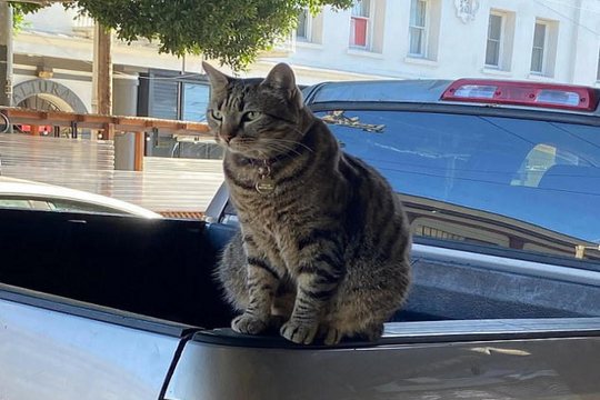 Cộng đồng mạng phẫn nộ vì xe tự lái của Google cán chết chú mèo nổi tiếng mà không dừng lại