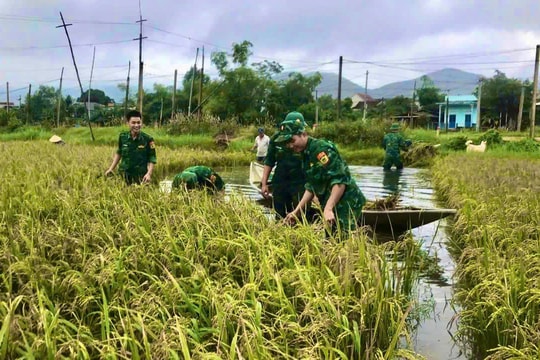 Gia Lai: Đồn Biên phòng Cát Khánh giúp dân gặt lúa chạy lũ