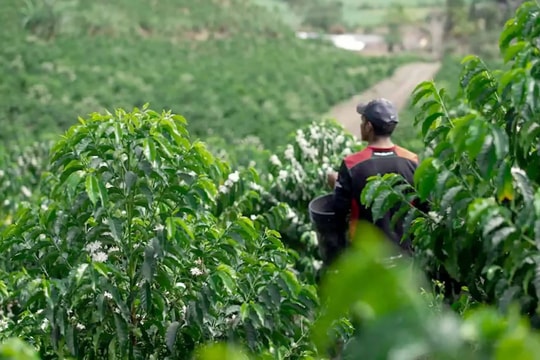 Giá nông sản hôm nay 2/11: Giá cà phê và tiêu tăng giảm trái chiều