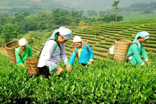 Chính sách giảm nghèo đã và đang giúp người dân nâng cao năng lực, khơi dậy nội lực để thoát nghèo