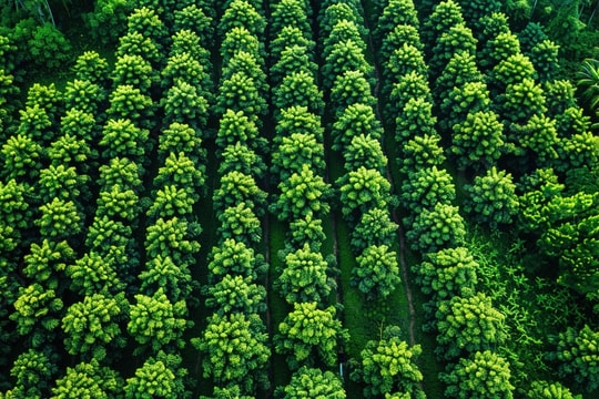 Giá nông sản hôm nay 4/11: Sắc xanh trải dài từ sàn đến vườn