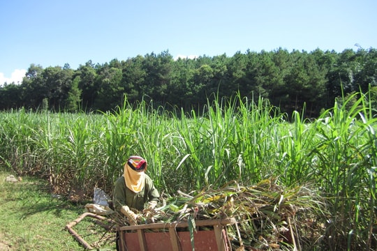 Sơn La chuyển mình từ những công trình giảm nghèo bền vững