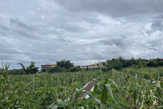 'Nhân viên lừa đảo' ở Myanmar chọn lương 1.400 USD thay vì bỏ trốn