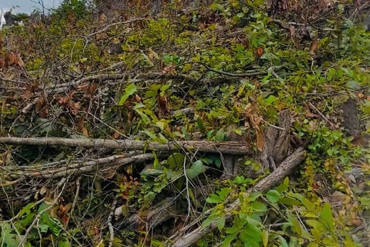 Hơn 6.000m2 rừng tự nhiên ở Gia Lai bị “phá trắng”, đốt cháy nham nhở