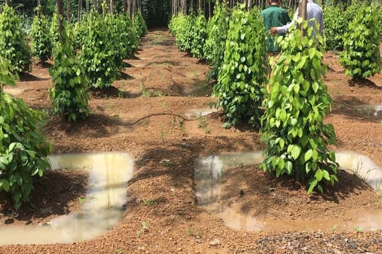 Giá nông sản hôm nay 6/11: Giá cà phê hạ nhiệt, tiêu ổn định ngưỡng cao