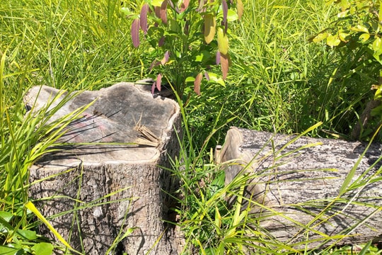 Xót xa cánh rừng tự nhiên ở biên giới Gia Lai lại bị tàn phá, triệt hạ hàng trăm cây rừng