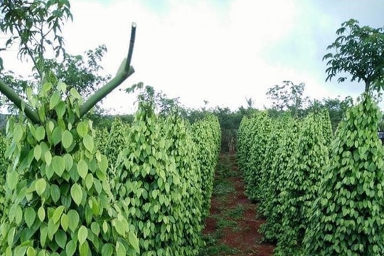 Giá tiêu hôm nay 7/11: Tiêu trong nước giữ vững mốc an toàn