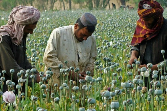 Diện tích trồng cây thuốc phiện tại Afghanistan giảm 20% trong 2025