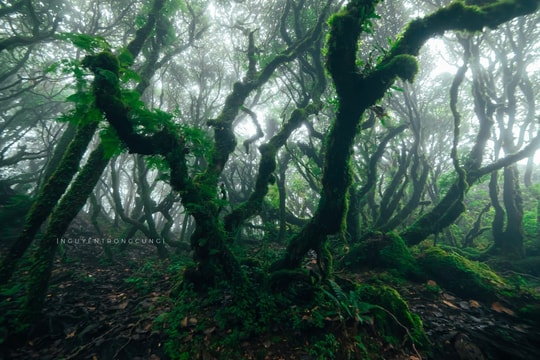 Mê đắm vẻ đẹp ma mị của rừng Samu