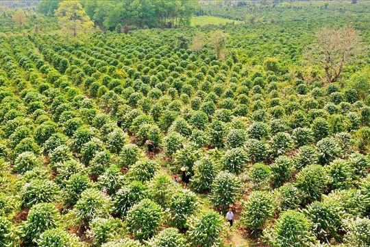 Giá cà phê hôm nay 8/11/2025: “Đỏ lửa” toàn sàn, giảm mạnh trong và ngoài nước