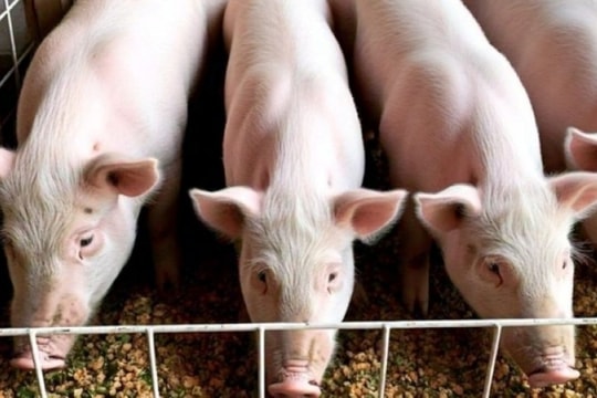 Giá heo hơi hôm nay 7/11: Bão giá 3 miền, mất đỉnh 52.000 đồng/kg