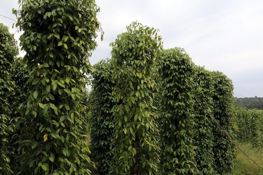 Giá tiêu hôm nay 8/11/2025: “Kim cương đen” giữ vững mặt bằng giá