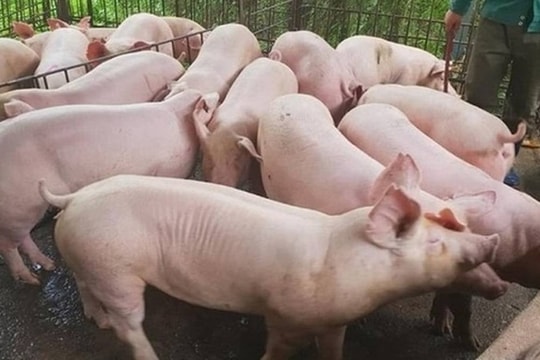 Giá heo hơi hôm nay 10/11: Thị trường ổn định ở mức cao, miền Bắc và miền Nam giữ vững đỉnh đầu tuần