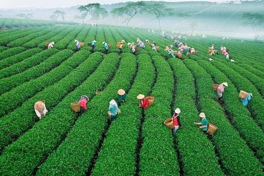 Lần đầu tiên Việt Nam tổ chức Lễ hội Trà quốc tế