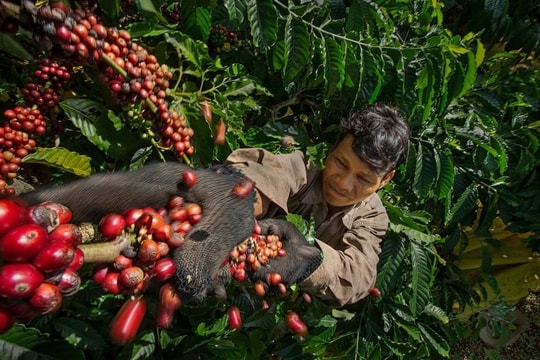 Giá cà phê hôm nay 11/11/2025: Tiếp đà tăng, áp sát đỉnh mới 119.700 đồng/kg