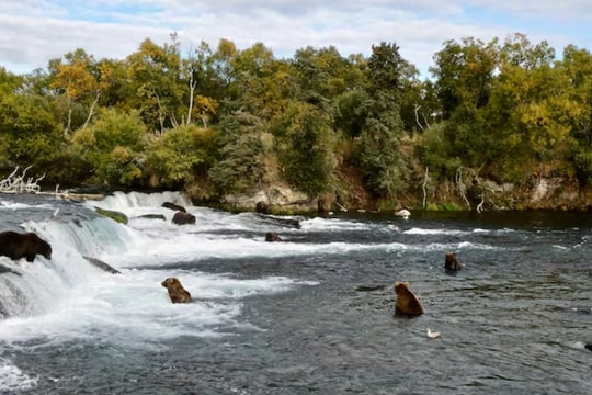 Alaska bị kiện vì cho phép săn gấu từ trực thăng