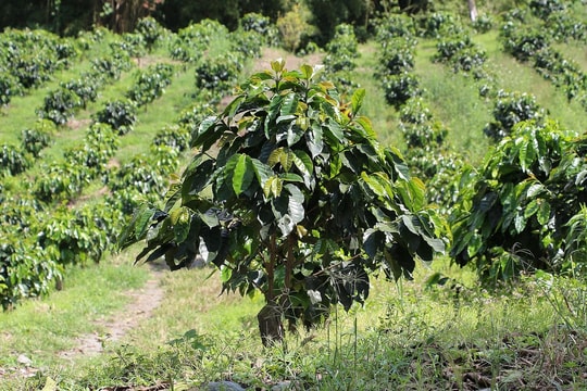 Giá cà phê hôm nay 14/11/2025: Tiếp tục lao dốc, bỏ xa đỉnh cũ