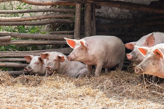 Giá heo hơi hôm nay 13/11: Miền Bắc ổn định, miền Trung và miền Nam rớt giá