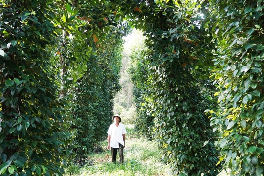 Giá tiêu hôm nay 14/11/2025: Đà giảm kéo dài trước mùa cao điểm