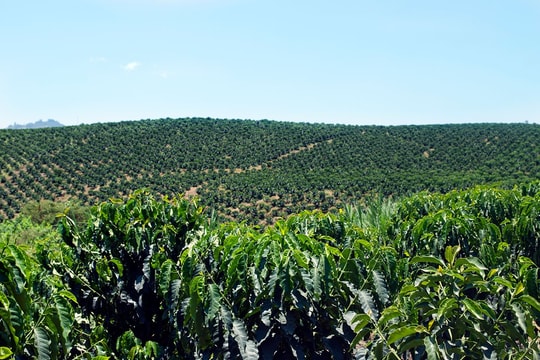 Giá cà phê hôm nay 15/11/2025: Lao dốc 3 ngày liên tiếp bởi nguồn cung dồi dào