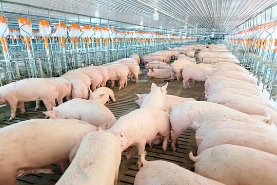 Giá heo hơi hôm nay 14/11: Đà giảm dừng lại, giữ vững đỉnh 50.000 đồng