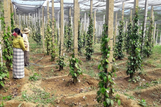 Giá tiêu hôm nay 16/11/2025: Giảm mất đỉnh 146.000 đồng/kg