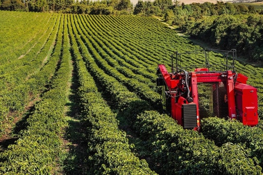 Giá cà phê hôm nay 17/11/2025: Ổn định trước đỉnh 110.000 đồng