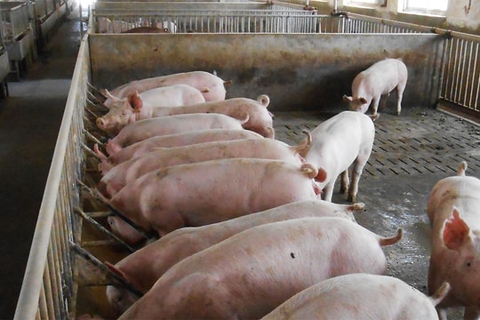 Giá heo hơi hôm nay 17/11: Thị trường tiếp tục giữ vững mức an toàn đầu tuần