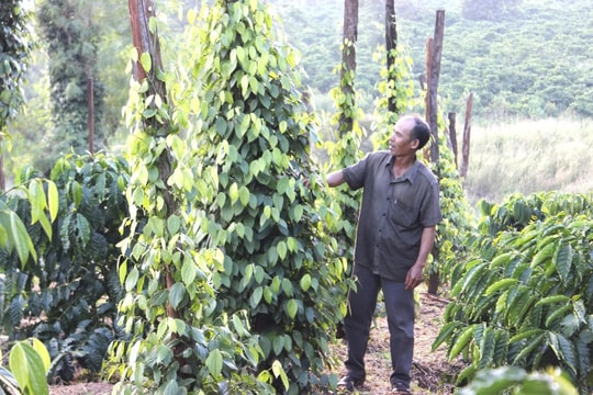 Giá tiêu hôm nay 17/11/2025: Biến động nhẹ, dao động 144.000-145.500 đồng/kg