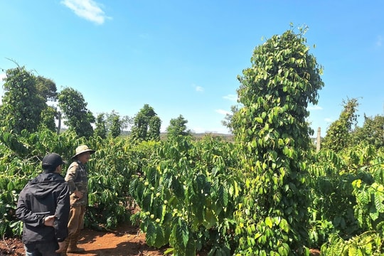 Giá tiêu hôm nay 18/11/2025: Phục hồi lại đỉnh 146.000 đồng/kg