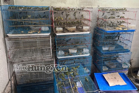Hưng Yên: Phát hiện 2 hộ gia đình nuôi nhốt hơn 600 cá thể chim các loại