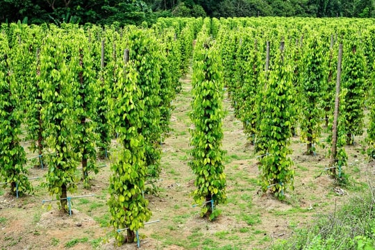 Giá tiêu hôm nay 19/11/2025: Nối dài đà tăng thứ 2, Lâm Đồng giữ vững đỉnh