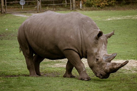 Singapore thu giữ lượng sừng tê giác lậu lớn kỷ lục