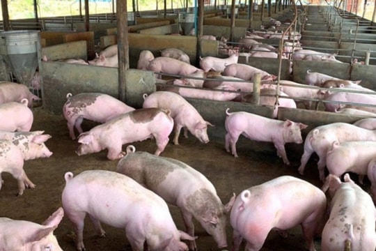 Giá heo hơi hôm nay 19/11: Đồng loạt tăng 1.000-2.000 đồng/kg cả 3 miền