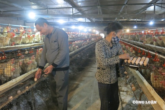 Hải Phòng: Quy định mới về mức hỗ trợ dịch bệnh động vật