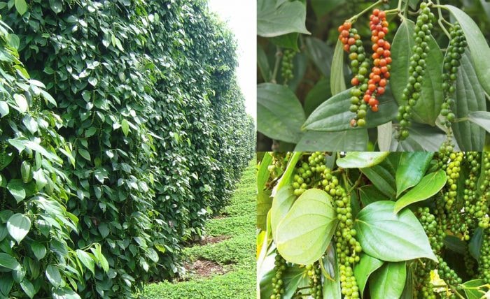 Xuất khẩu hồ tiêu tăng trưởng trở lại nhờ trợ lực từ các Hiệp định thương mại tự do FTA