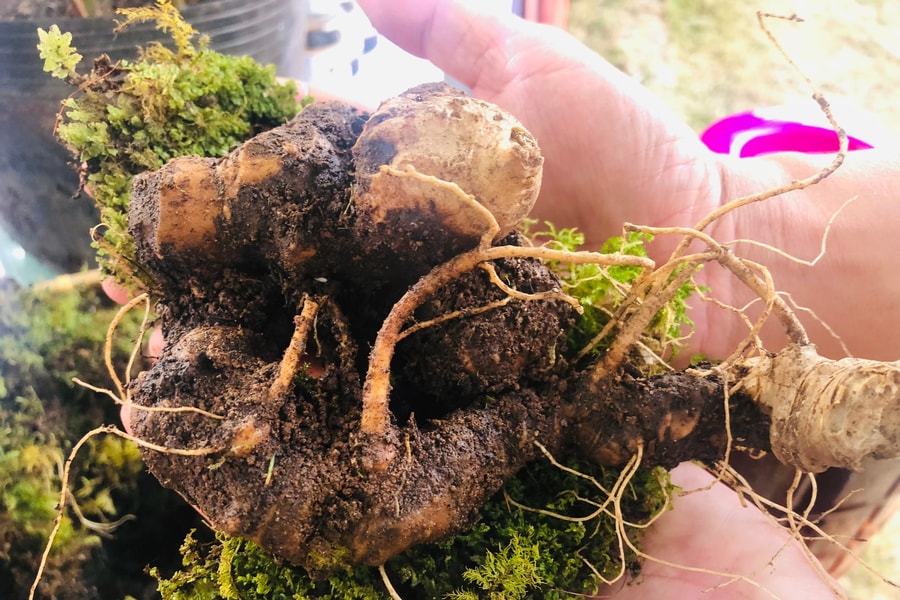 Điểm mặt những củ sâm “khủng” tại Phiên chợ sâm Ngọc Linh lần 2