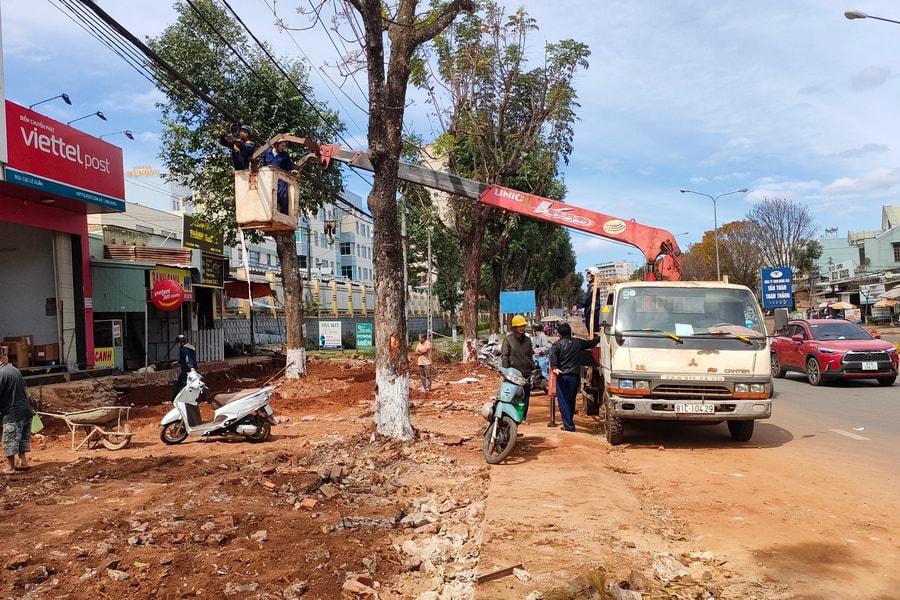 Gia Lai: Xử phạt đơn vị thi công 40 triệu đồng vì tự ý chặt rễ cây xanh khi thi công vỉa hè