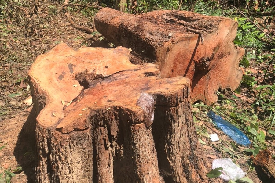 Vụ rừng biên giới Gia Lai bị phá tan hoang: Chưa đầy 1 tháng “lâm tặc” triệt hạ gần 400 cây rừng
