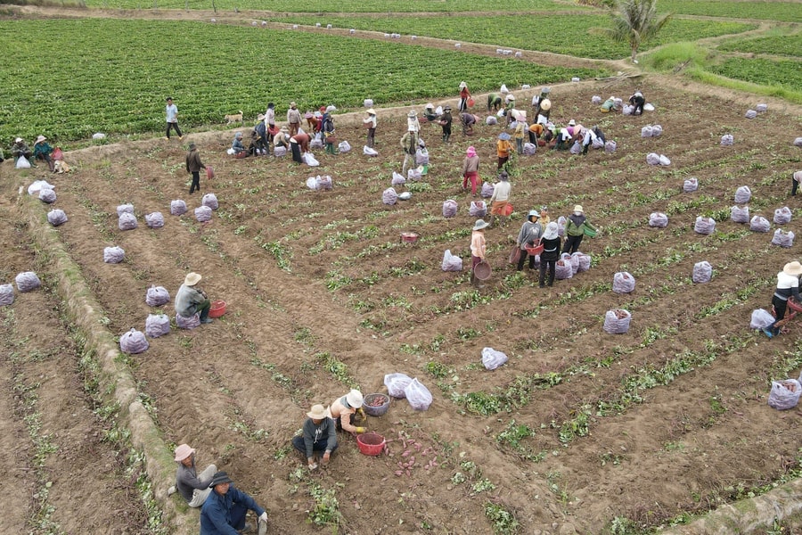 Gia Lai: Thủ phủ khoai lang thất thủ vì giá khoai rớt thê thảm