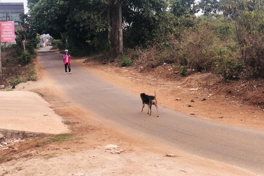 Gia Lai: Bệnh dại diễn biến phức tạp, người dân thờ ơ thả chó rông khắp đường