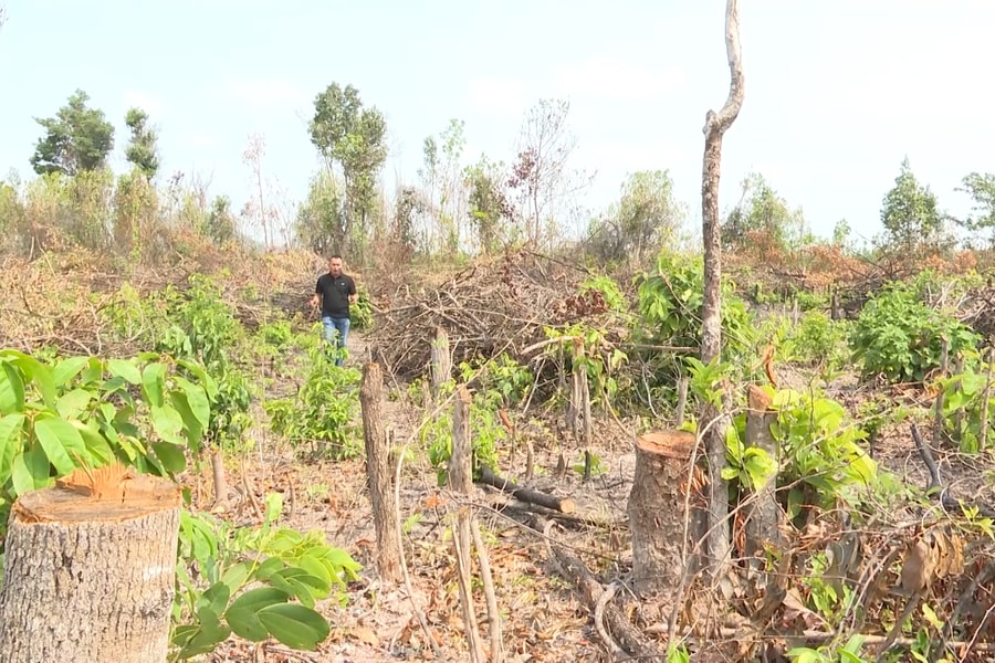 Cận cảnh vụ phá rừng quy mô lớn khu vực giáp ranh Gia Lai – Đăk Lăk