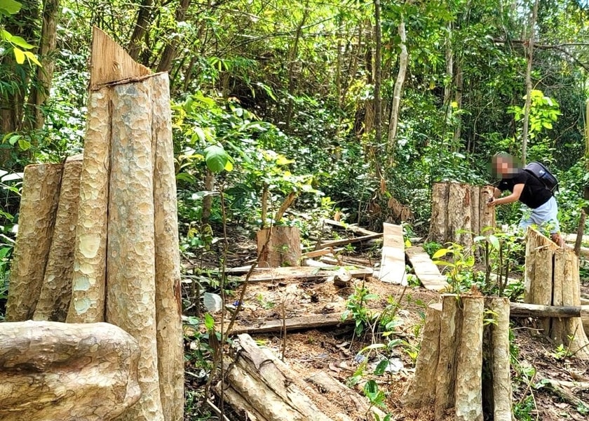 Một công ty lâm nghiệp ở Gia Lai chi hơn 2,7 tỉ đồng nhưng không có chứng từ