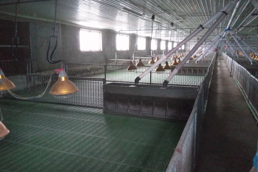 Di dời gần 30.000 con heo khỏi trại gây mùi hôi thối